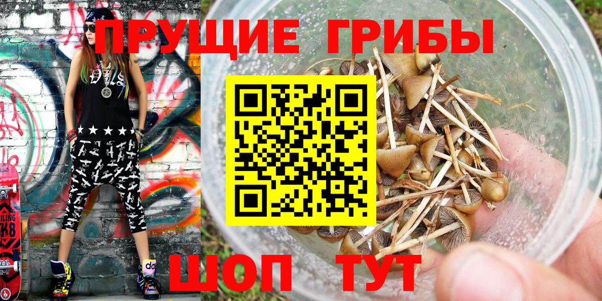 Балаково  Псилоцибиновые грибы Psilocybe  Вход с VPN 